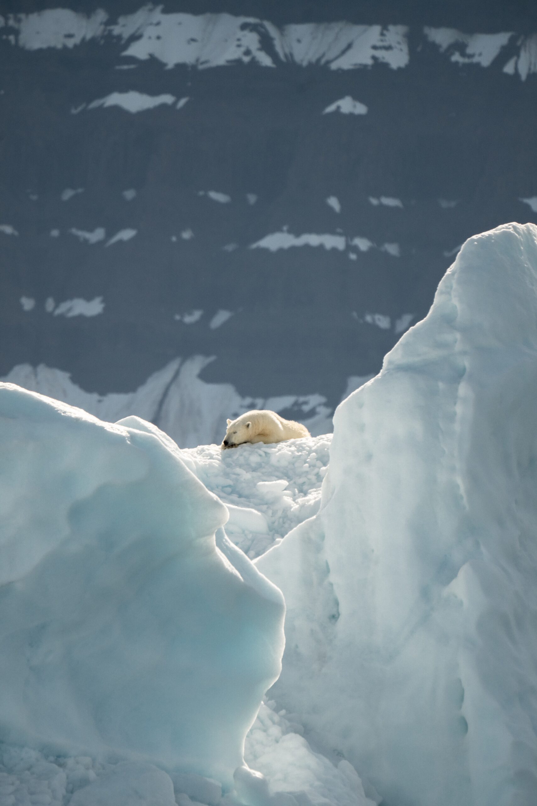 Read more about the article High PFAS Levels in Norwegian Arctic Ice Pose New Risk to Wildlife