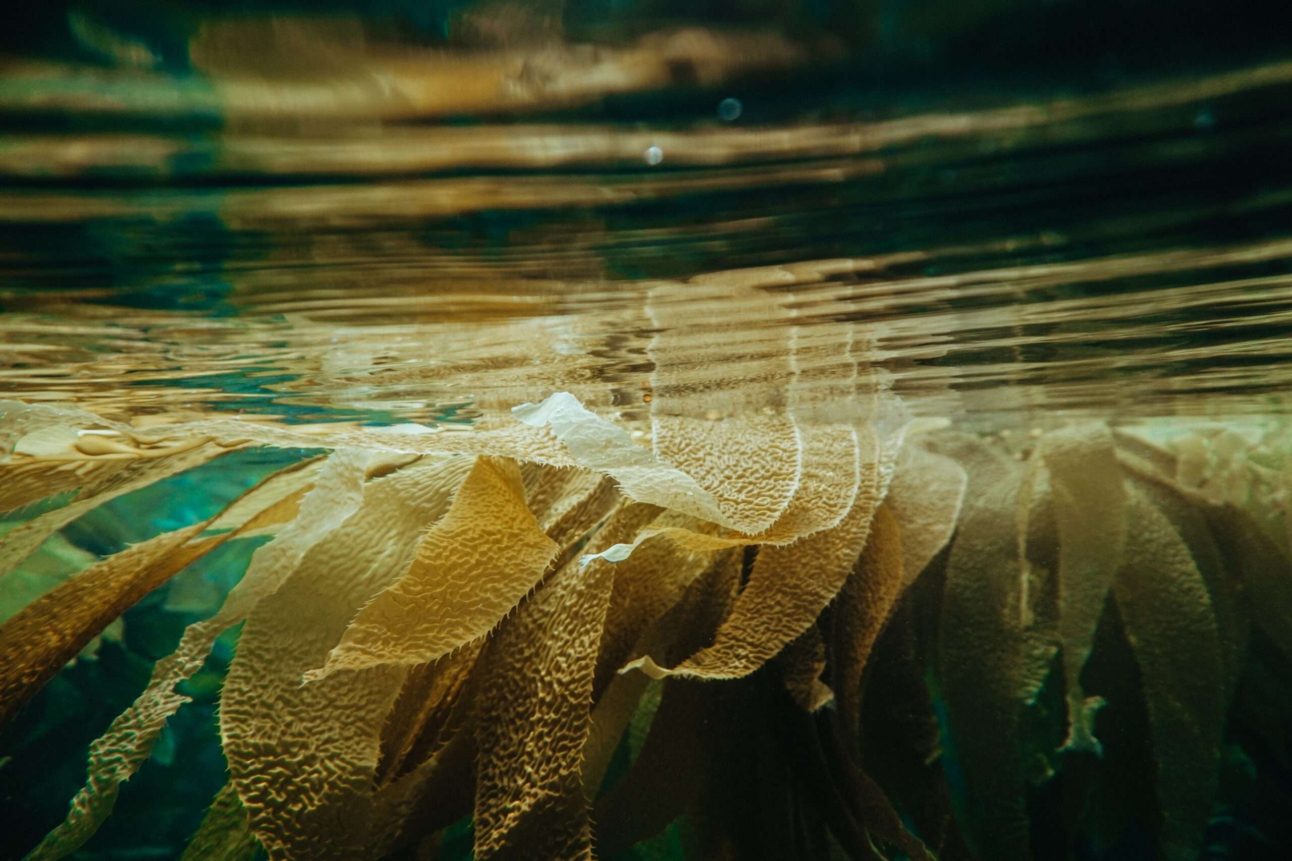 Read more about the article Can Kelp Save the Fashion Industry?