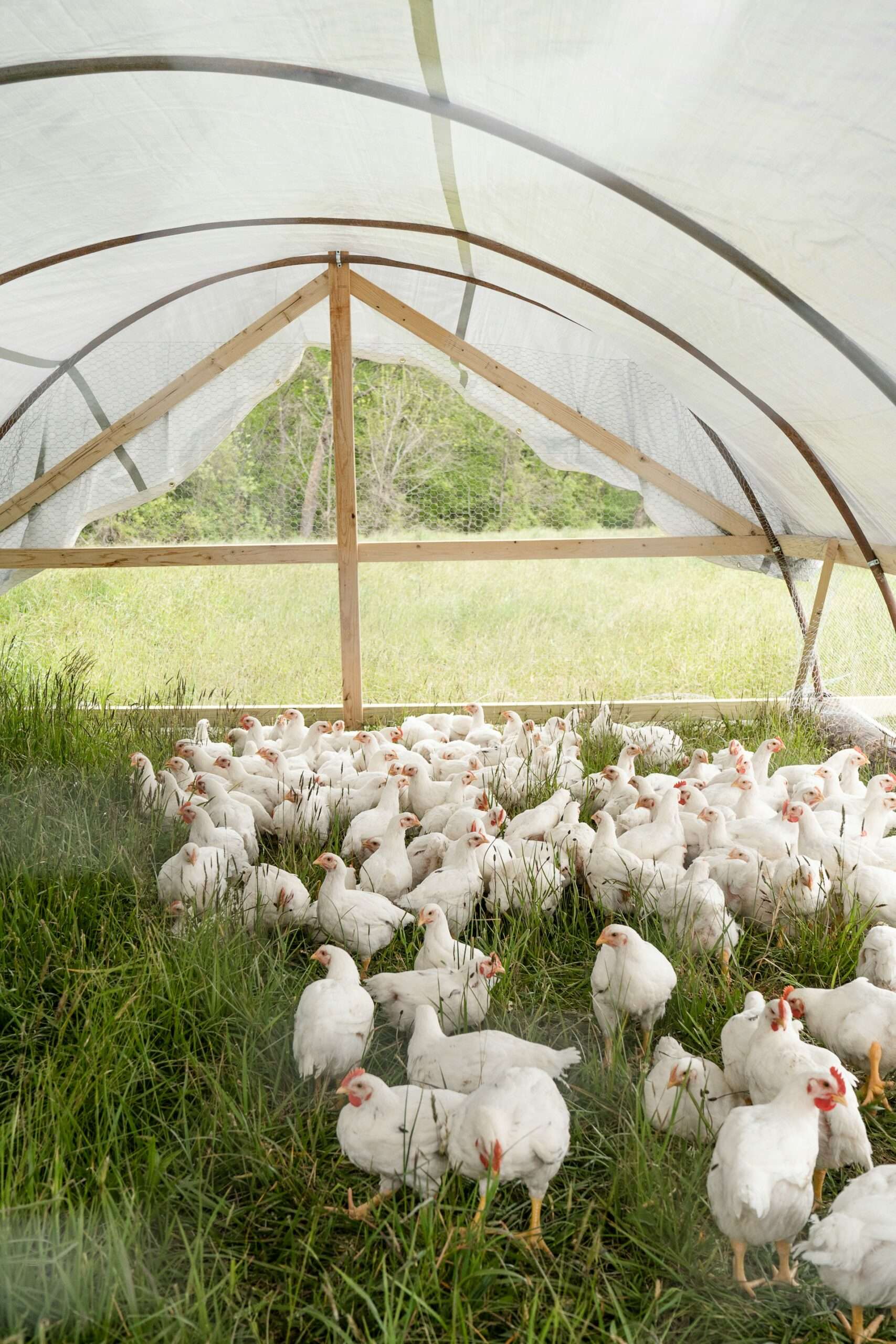 Read more about the article Pasture-Raised Poultry Farms